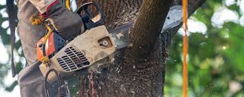 How Our Tree Care Process Works  in  La Cienega, NM