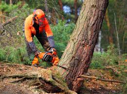 Best Seasonal Cleanup (Spring/Fall)  in La Cienega, NM