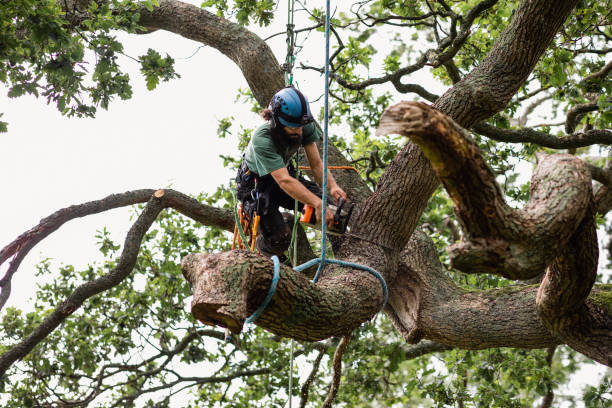 Best Tree Trimming and Pruning  in La Cienega, NM