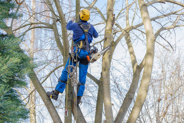 Best Seasonal Cleanup (Spring/Fall)  in La Cienega, NM