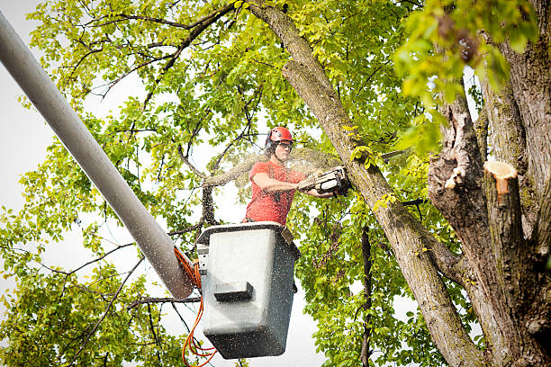 How Our Tree Care Process Works  in  La Cienega, NM