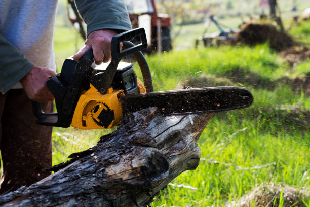 Best Commercial Tree Services  in La Cienega, NM